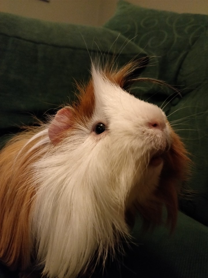 guinea pig