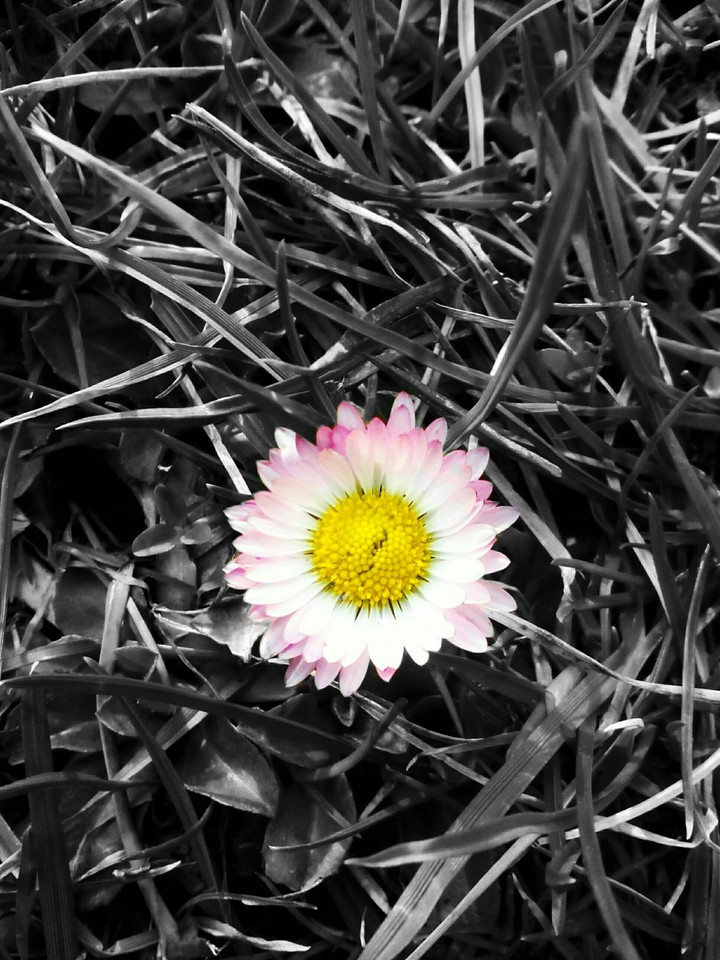 Spring flower
