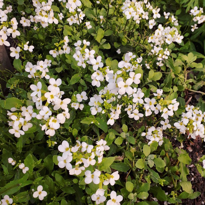 white flowers