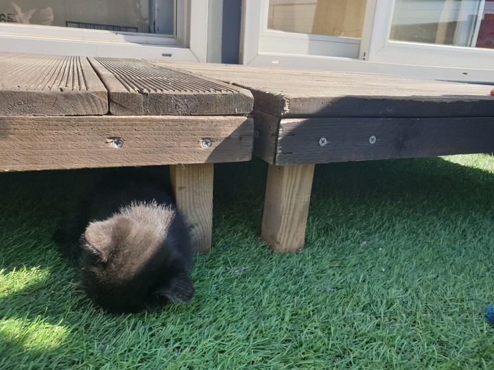 kitty ♡ sooo cute
