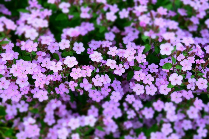 flowers