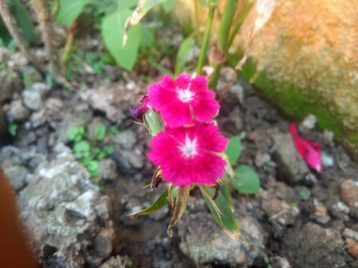 red pink