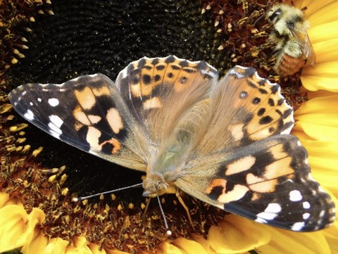 sfondi insect, pollinator