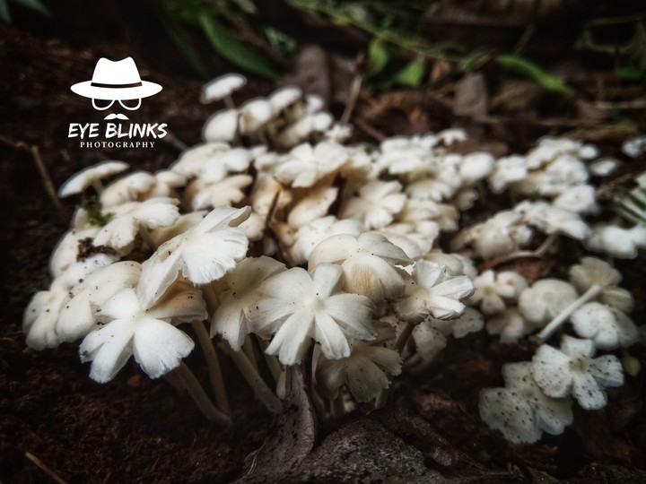 mushrooms