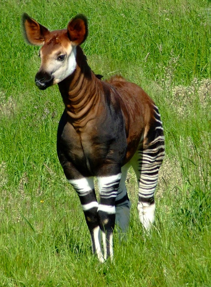 Okapi Calf Chilling