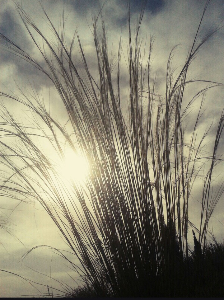 plant & sky
