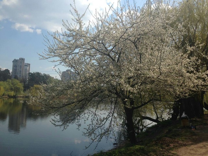 Flowering spring