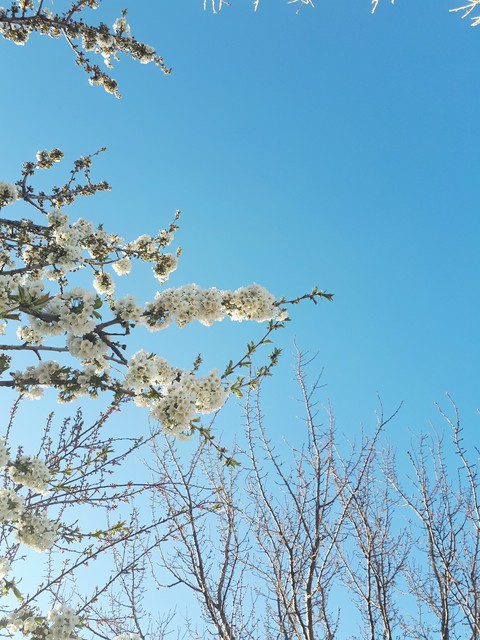 twig, spring wallpapers