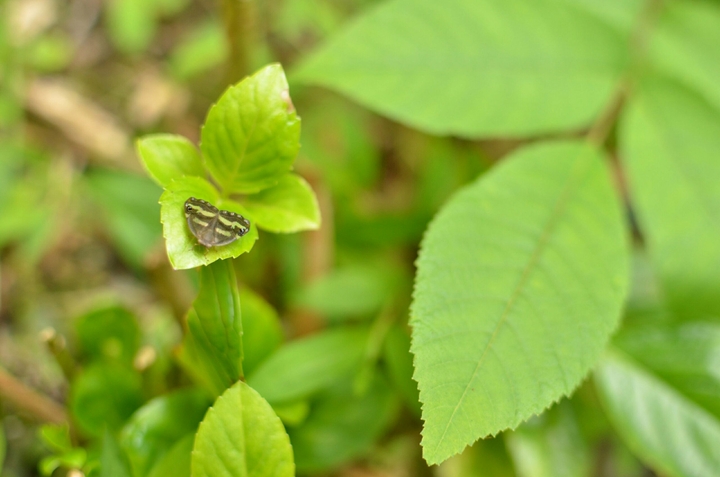 #green