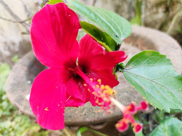 First flower