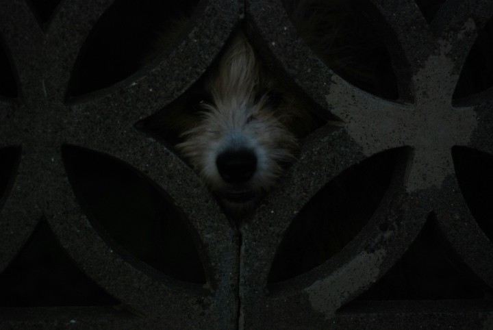 dog