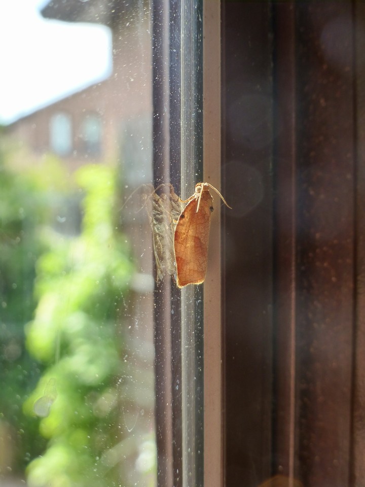 A moths reflection