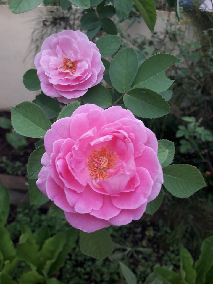 good morning
