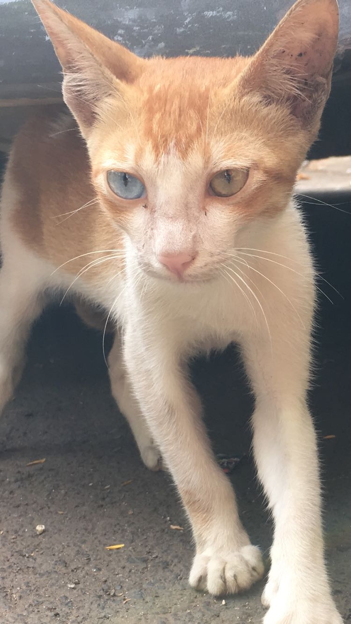 #cat #animal #colour #pet