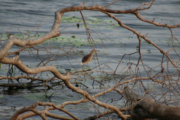 bird