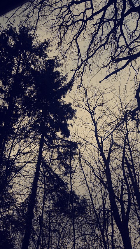 Dark forrest
