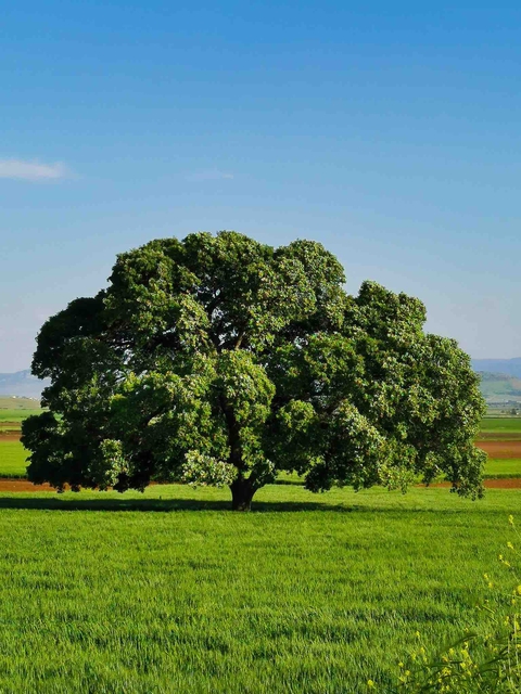 sfondi cloud, plant