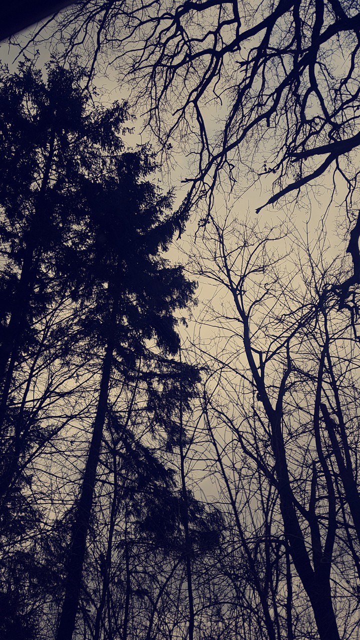Dark forrest