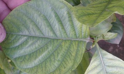 leaf
