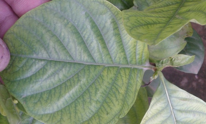 leaf