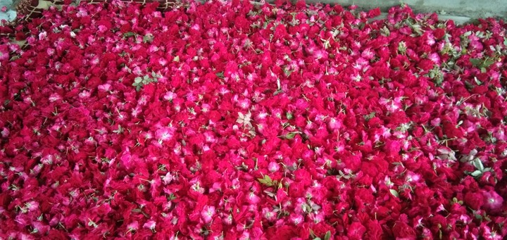rose