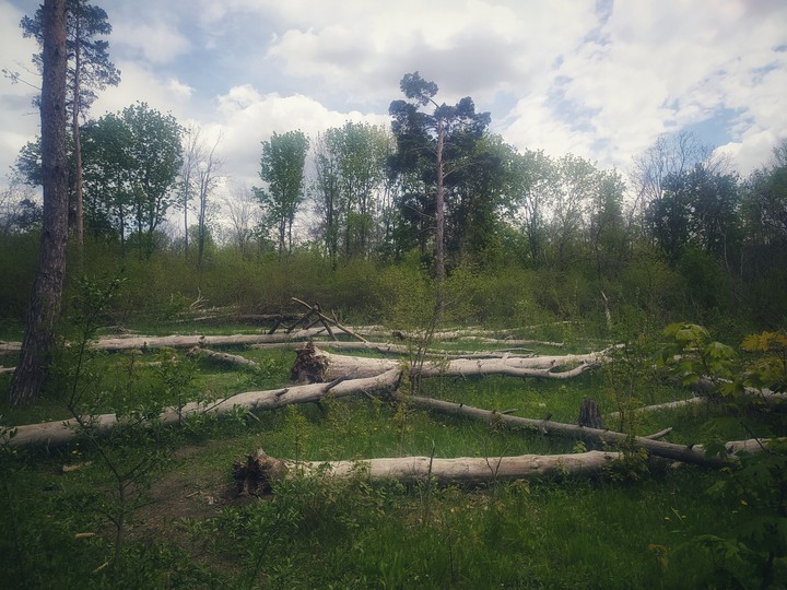 forest