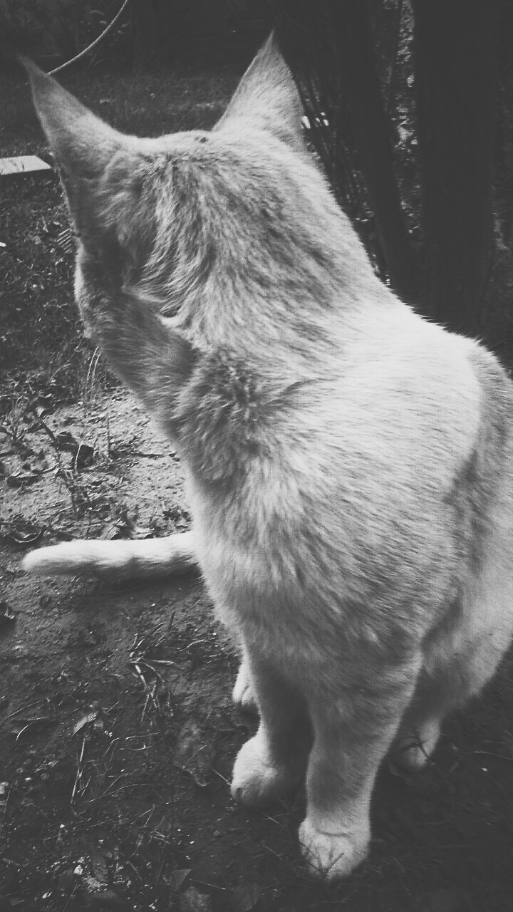 Theuncle cat