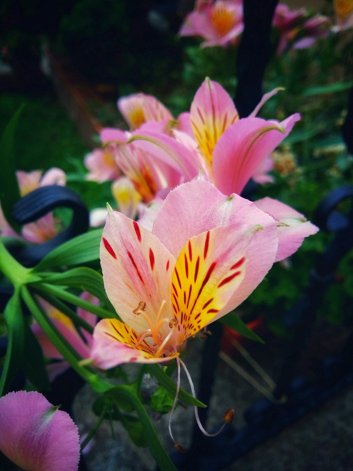 Beautiful nature