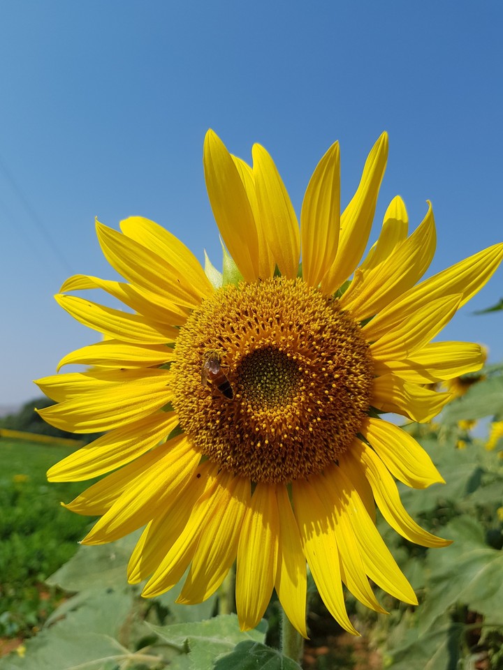 Thousands of sun under sky...