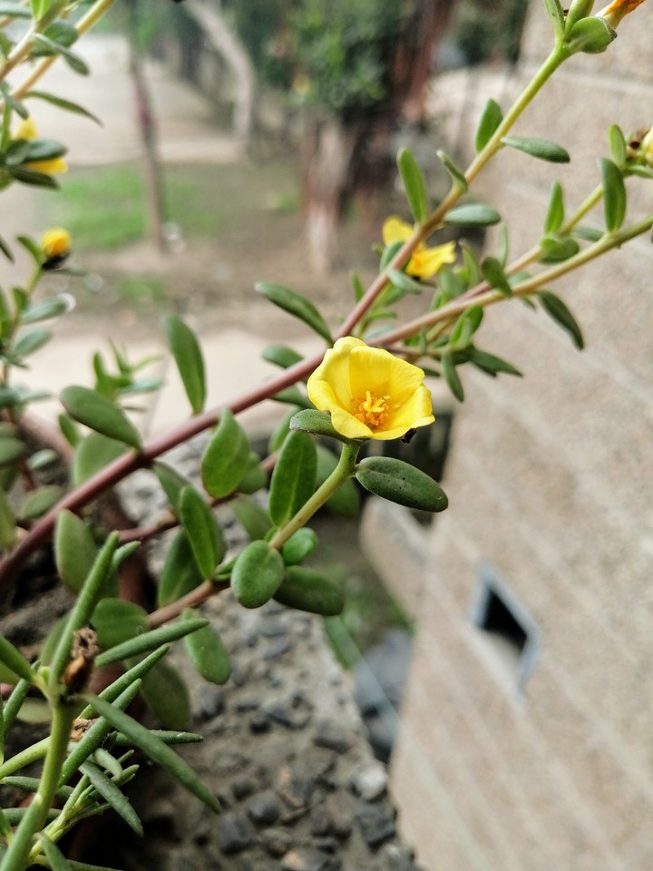 little flower