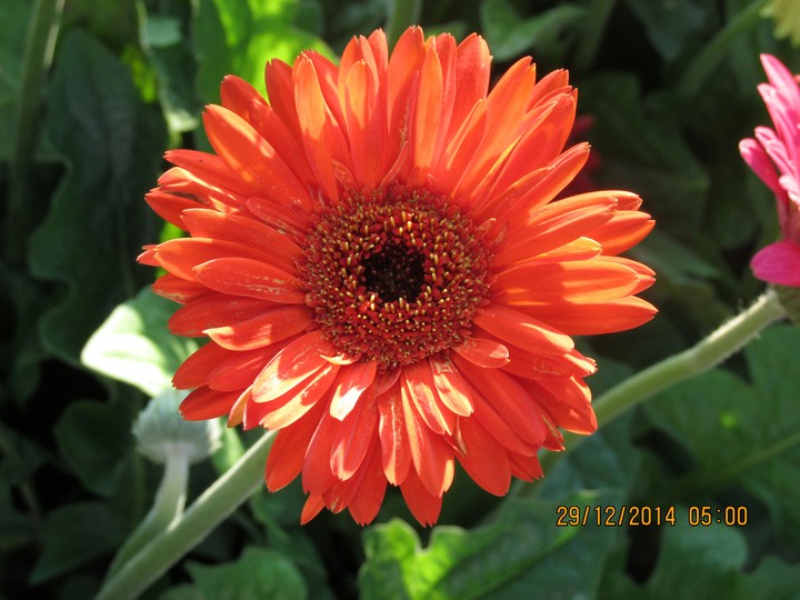 the red dalia