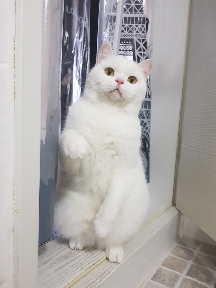 우리집고양이
