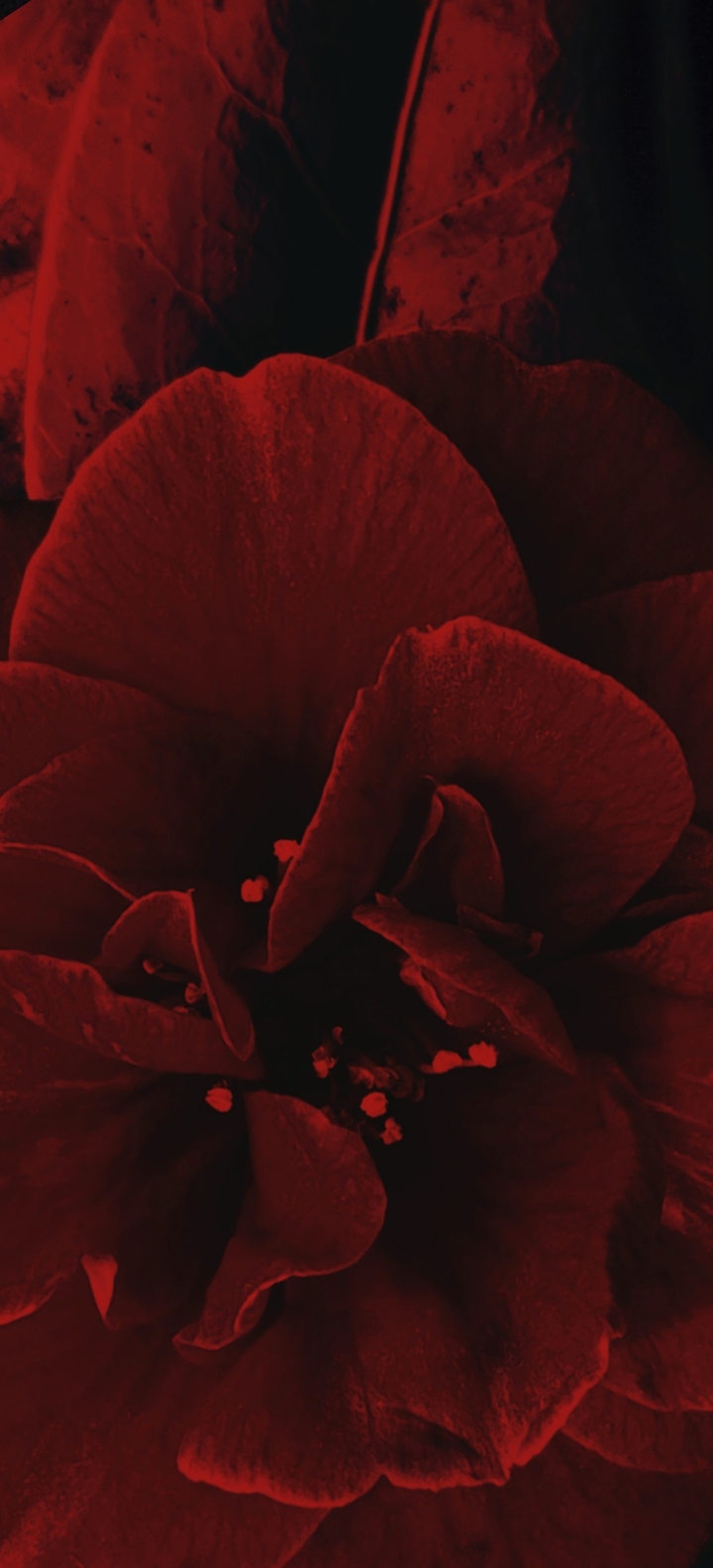 The Color of Love