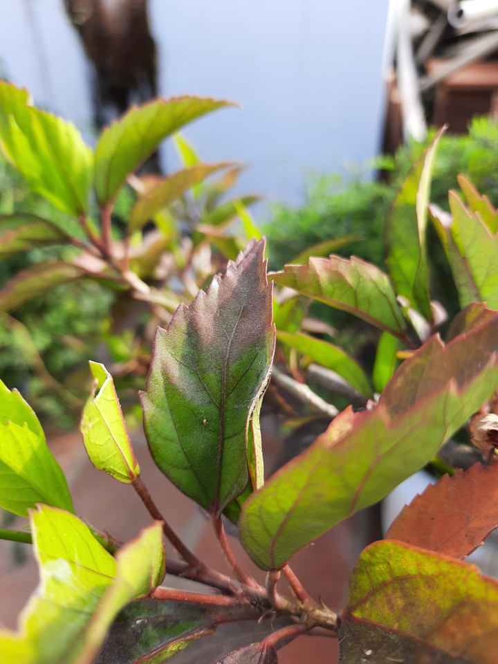 Leaf