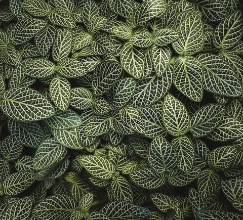 arums, gesneriaceae壁纸