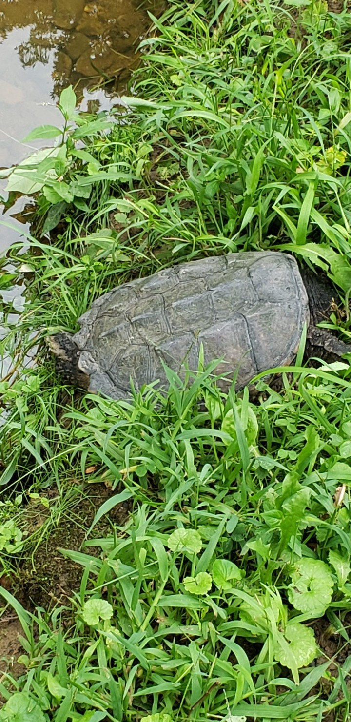 una tortuga q vive en un parque