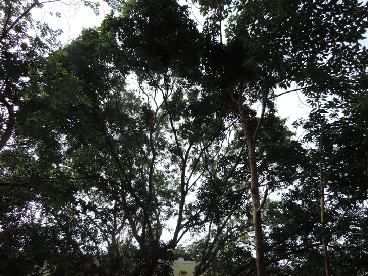 nature