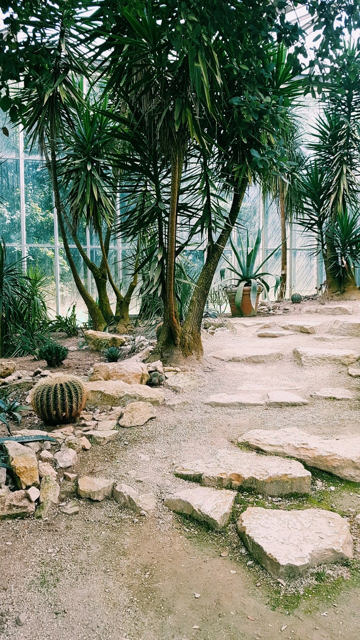 it's cactus  time♡