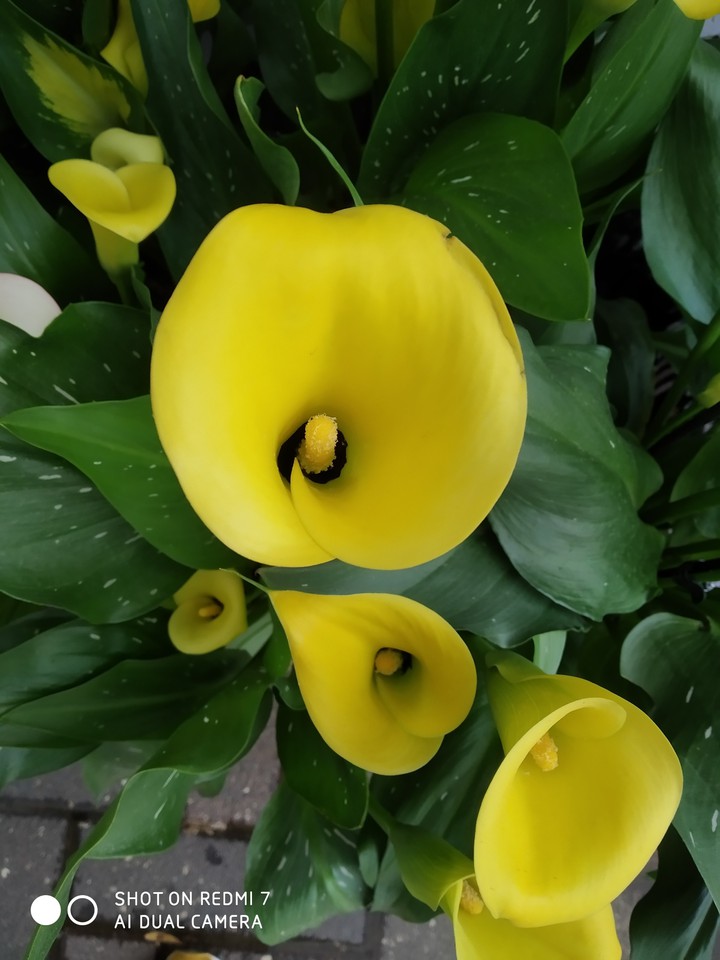 beauty flower ?️