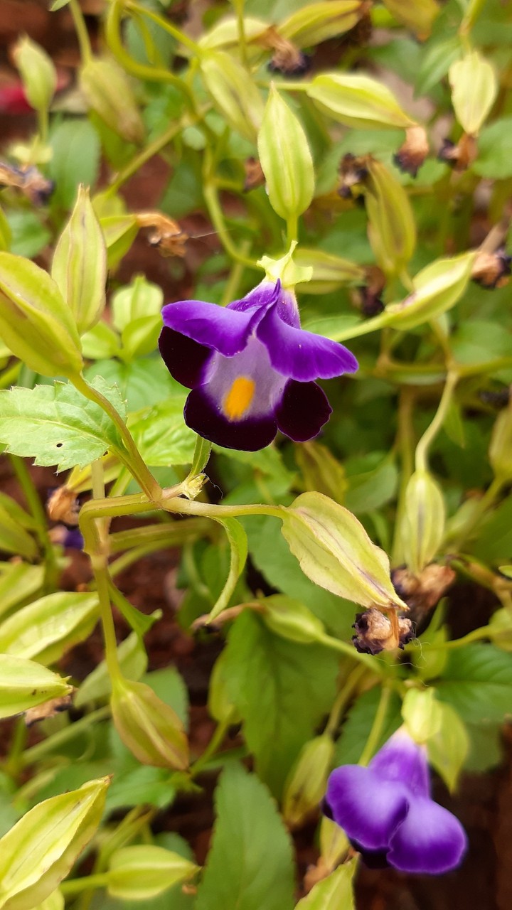Purple Flower