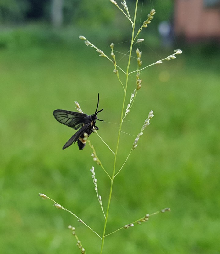 fly