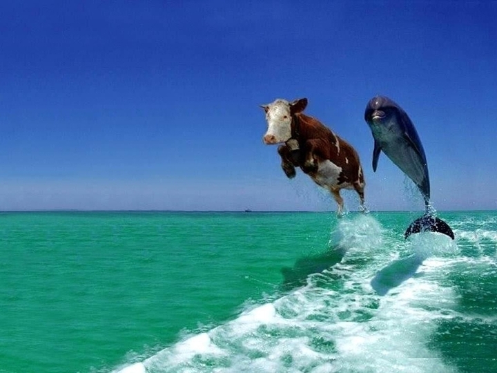 牛とイルカ cattle and dolphins