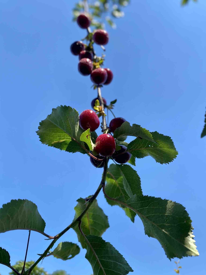 Cherries in the sky