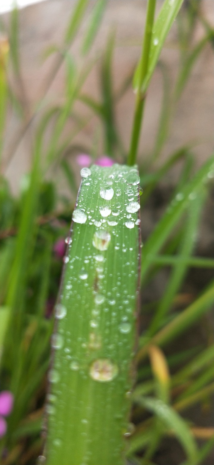 Natural Pearls