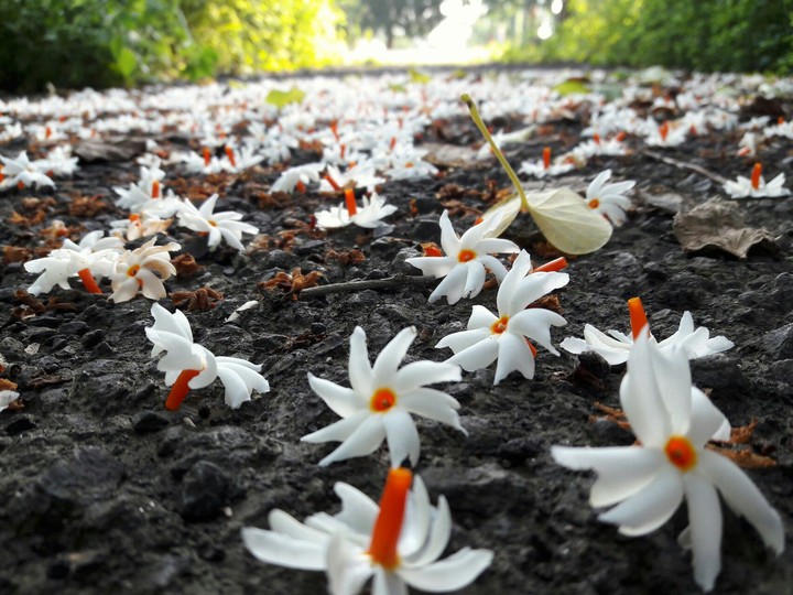 flowers