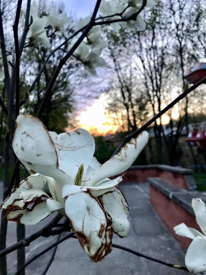 spring