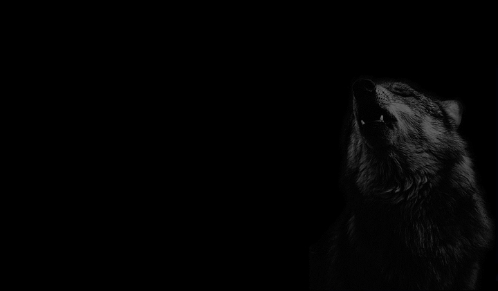 wolf