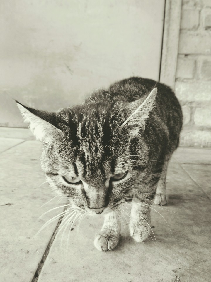 Кот Джуниор