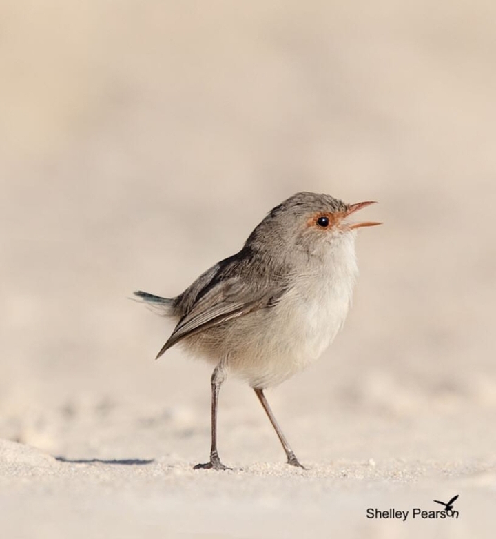 bird