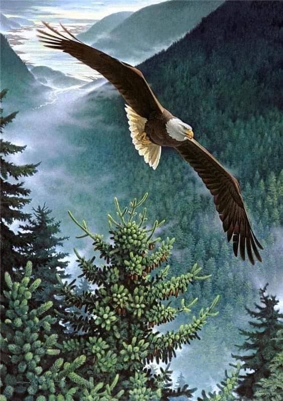 Adler